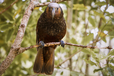 Neuseeland, Pukaha Mount Bruce National Wildlife Centre, Kaka (Nestor meridionalis) - WV000574