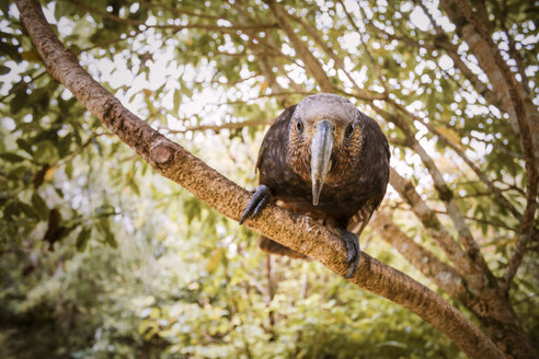 Neuseeland, Pukaha Mount Bruce National Wildlife Centre, Kaka (Nestor meridionalis) - WV000573