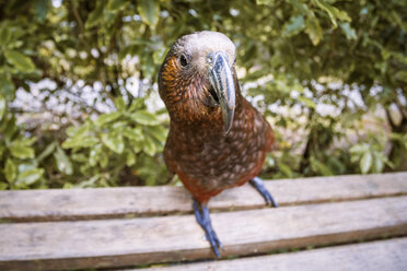 Neuseeland, Pukaha Mount Bruce National Wildlife Centre, Kaka (Nestor meridionalis) - WV000572