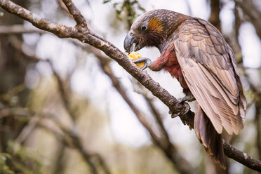 Neuseeland, Pukaha Mount Bruce National Wildlife Centre, Kaka (Nestor meridionalis) - WV000571