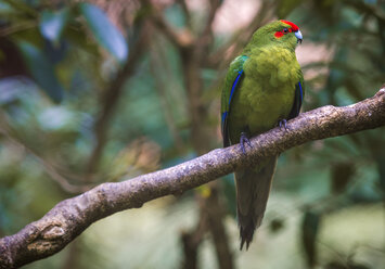 Neuseeland, Pukaha Mount Bruce National Wildlife Centre, Rotkappensittich (Cyanoramphus novaezelandiae) - WV000570