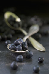 Blueberries, Vaccinium myrtillus, on spoon - ASF005331