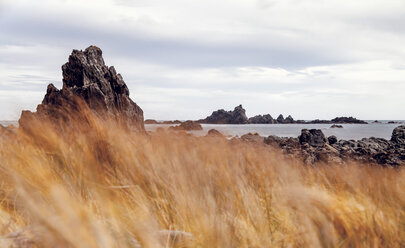 New Zealand, Wellington, Red Rocks Reserve - WV000584