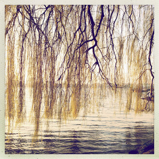 Weeping willows on the banks of the Alster, Outer Alster Lake, Hamburg, Germany - MSF003690