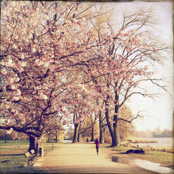 Jogging on the outer Alster, Alsterufer, Hamburg, Germany - MSF003688