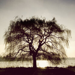 Außenalster im Morgenlicht, Baum im Gegenlicht, Hamburg, Deutschland - MSF003683