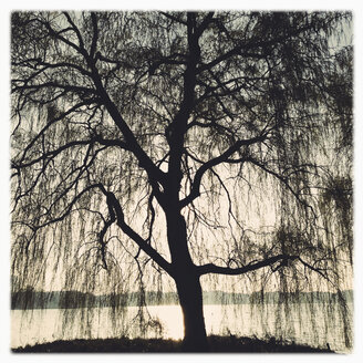 Außenalster im Morgenlicht, Baum im Gegenlicht, Hamburg, Deutschland - MSF003682