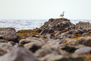 New Zealand, Wellington, Kapiti, Makara Beach, Seagull, Laridae, on rock - WV000606