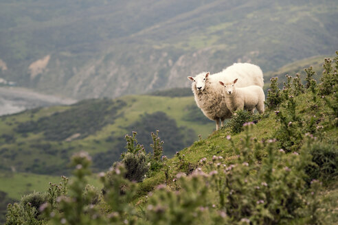 Neuseeland, Wellington, Makara, Schafe auf Weideland - WV000605