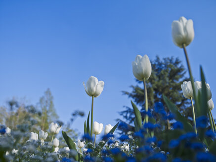 Weiße Tulpen, Tulipa - AKF000359