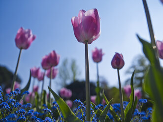 Rosa Tulpen, Tulipa - AKF000358