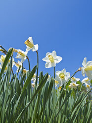 Weiße Narzissen, Narcissus - AKF000357