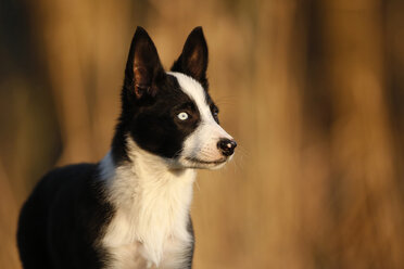 Portrait of Border Collie puppy - SLF000320