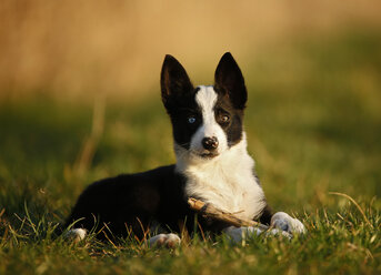 Border Collie Welpe liegend auf einer Wiese - SLF000318