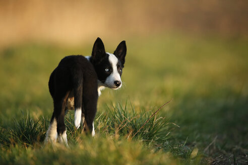 Border Collie Welpe stehend auf einer Wiese - SLF000321