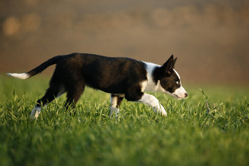 Border Collie Welpe läuft auf einer Wiese - SLF000317