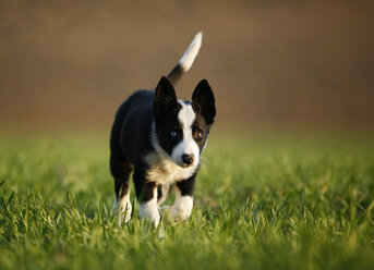 Border Collie Welpe läuft auf einer Wiese - SLF000316