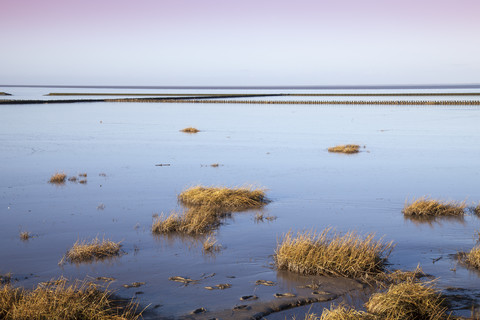 Deutschland, Niedersachsen, Ostfriesland, Nationalpark Niedersächsisches Wattenmeer, lizenzfreies Stockfoto