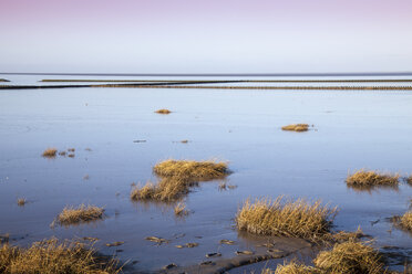 Germany, Lower Saxony, East Frisia, Lower Saxon Wadden Sea National Park - WIF000543