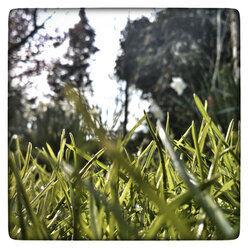 The Netherlands, Flevoland, Almere, On low level of the lawn in a garden in spring time, - HAWF000067