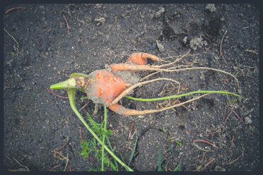 Organic carrot (Daucus carota)) - SBDF000736