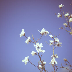 Deutschland, Baden Württemberg, Magnolia - LVF001003