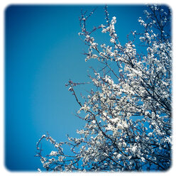 Germany, Baden-Wuerttemberg, flowering tree - LVF001007