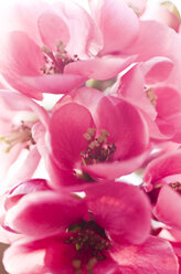 Rosa Blüten, Chaenomeles japonica - CZF000147