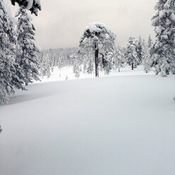 Sweden, Darlana, near Idre, winter landscape - TKF000341