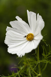 Weiße Cosmea, Nahaufnahme - SR000504