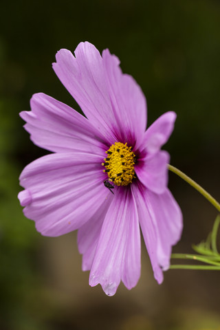 Pink cosmea, close up stock photo