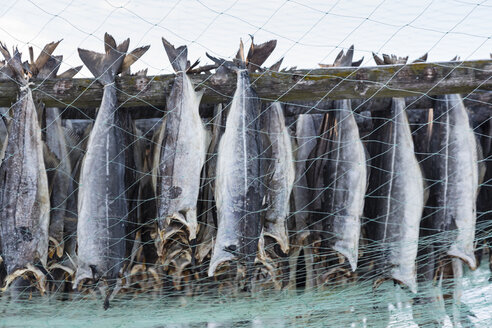 Norwegen, Skallelv, Stockfisch beim Trocknen auf einem Gestell - SR000483