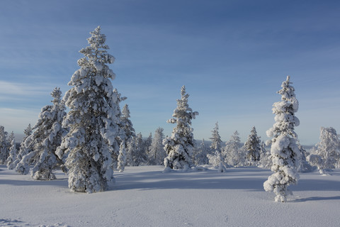 Finnland, bei Saariselka, Schneebedeckte Bäume, lizenzfreies Stockfoto