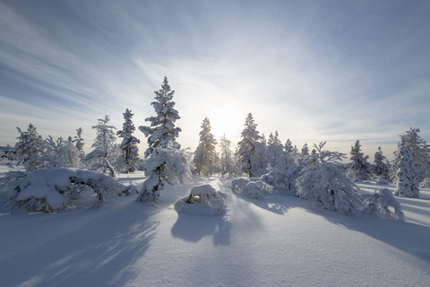 Finnland, near Saariselka, Snow covered trees stock photo