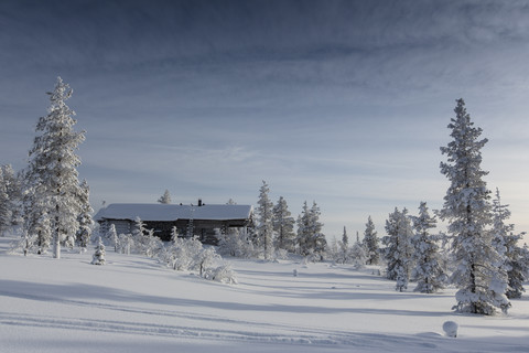 Finnland, bei Saariselka, Blockhaus zwischen schneebedeckten Bäumen, lizenzfreies Stockfoto