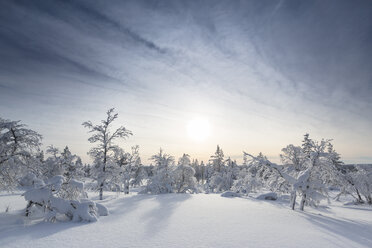 Finnland, near Saariselka, Snow covered trees - SR000473