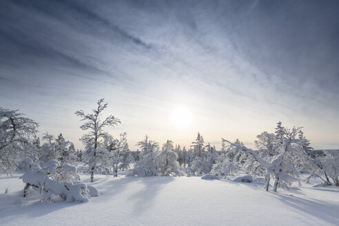 Finnland, bei Saariselka, Schneebedeckte Bäume - SR000473