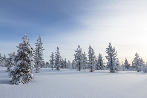 Finnland, bei Saariselka, Schneebedeckte Bäume - SR000471