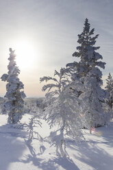 Finnland, bei Saariselka, Schneebedeckte Bäume - SR000470