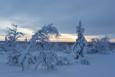 Finnland, bei Saariselka, Schneebedeckte Bäume - SR000467