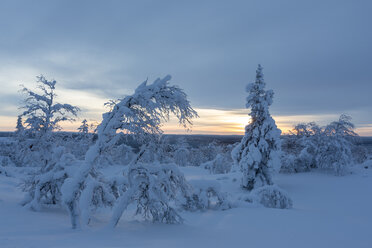 Finnland, near Saariselka, Snow covered trees - SR000467