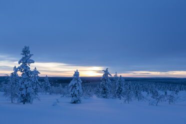 Finnland, bei Saariselka, Schneebedeckte Bäume - SR000466