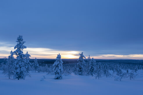 Finnland, bei Saariselka, Schneebedeckte Bäume - SR000466