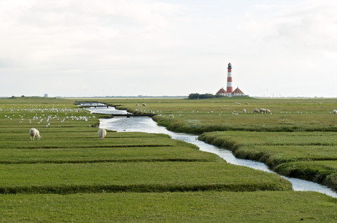 Deutschland, Schleswig-Holstein, Nordseeküste, Blick auf Leuchtturm Westerheversand und Schafe, lizenzfreies Stockfoto