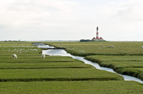 Germany, Schleswig-Holstein, North Sea Coast, View of Westerheversand Lighthouse and sheeps stock photo