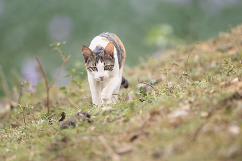 Brasilien, Mato Grosso do Sul, Pantanal, Hauskatze - FOF006446