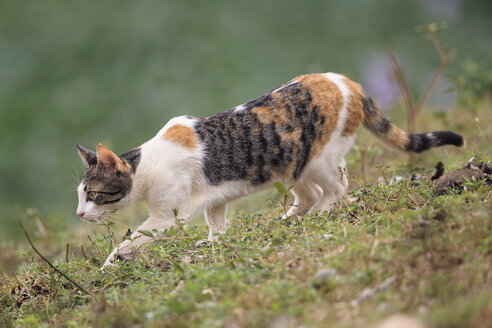 Brasilien, Mato Grosso do Sul, Pantanal, Hauskatze - FO006447