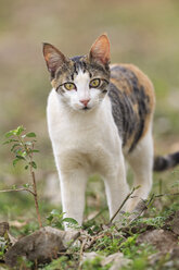 Brazil, Mato Grosso do Sul, Pantanal, Domestic cat - FOF006448