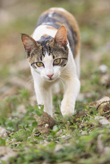 Brasilien, Mato Grosso do Sul, Pantanal, Hauskatze - FO006449