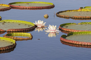 Brasilien, Mato Grosso do Sul, Pantanal, Riesenseerosen - FOF006450